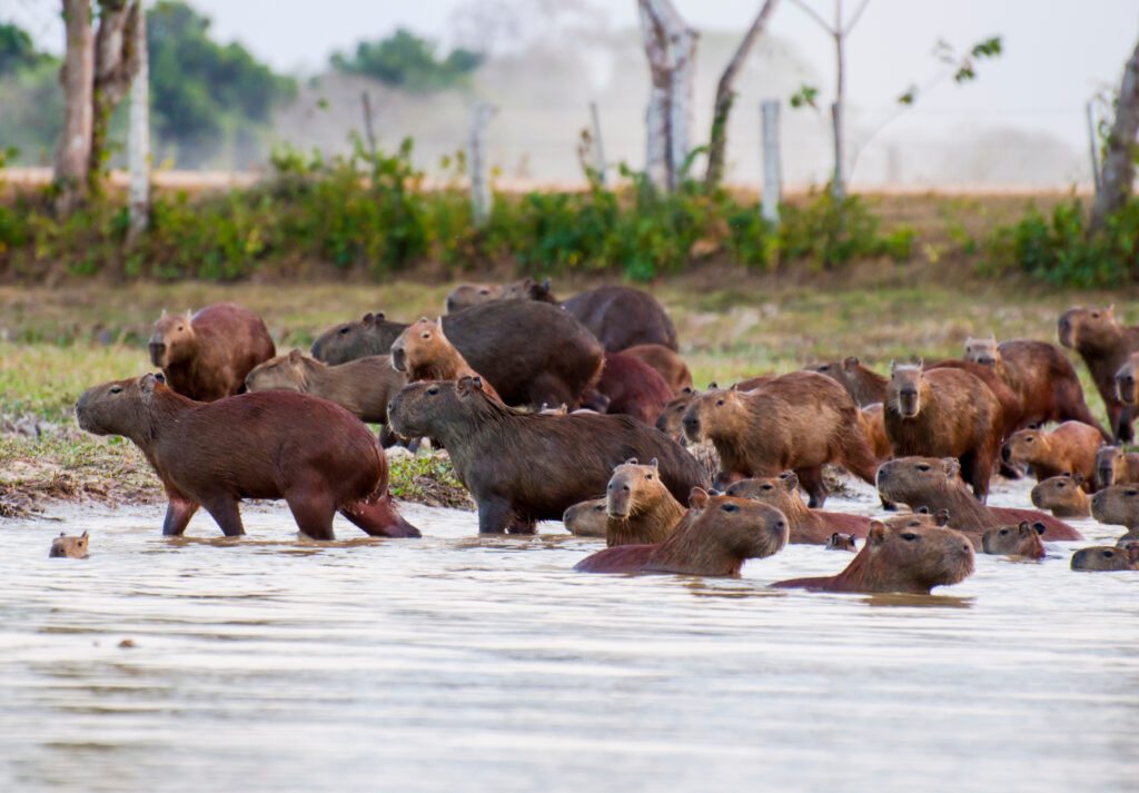 Observatorio Territorial de Arauca - Cámara de Comercio de Arauca